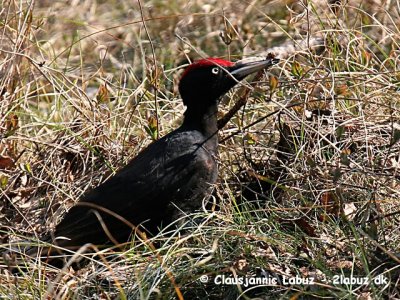 Woodpeckers