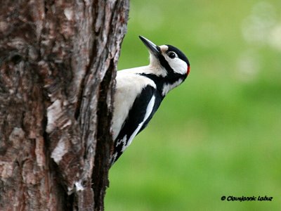 Great Spotted Woodpecker / Stor Flagsptte