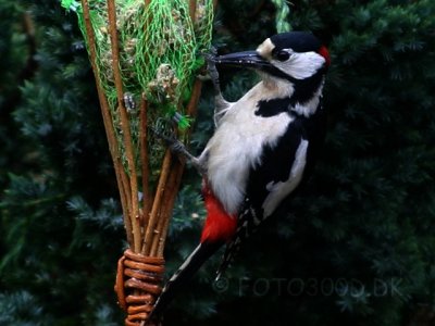 Woodpeckers