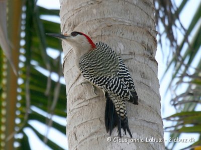 West-Indian Woodpecker / Vestindisk Sptte