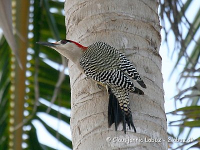 West-Indian Woodpecker / Vestindisk Sptte