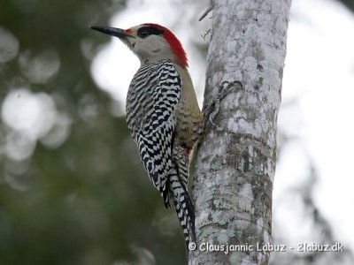 West-Indian Woodpecker / Vestindisk Sptte