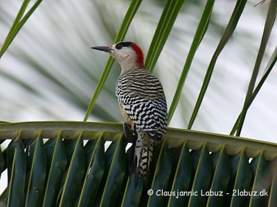 West-Indian Woodpecker / Vestindisk Sptte