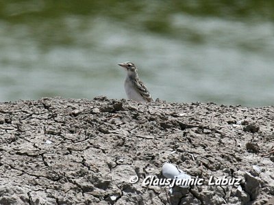 Short-toed Lark / Korttået Lærke