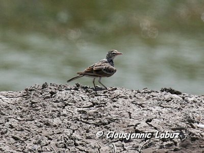 Short-toed Lark / Korttået Lærke