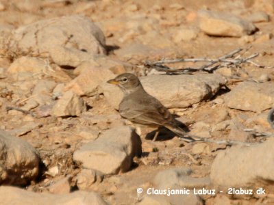 Desert Lark / rkenlrke