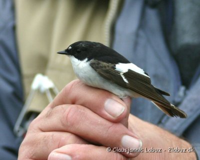 European Pied Flycatcher / Broget Fluesnapper