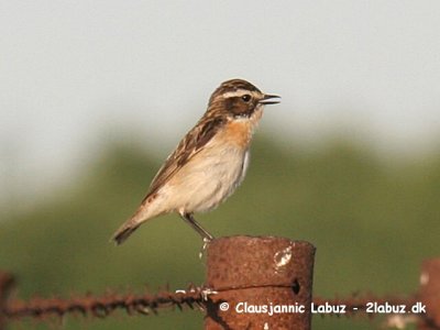 Whinchat / Bynkefugl