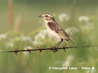 Whinchat / Bynkefugl