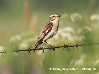Whinchat / Bynkefugl