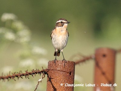 Whinchat / Bynkefugl