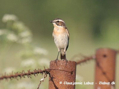 Whinchat / Bynkefugl