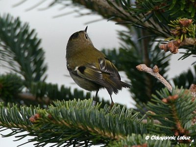 Goldcrest / Fuglekonge