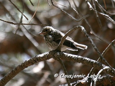 Spotted Flycatcher / Grå Fluesnapper