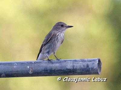Spotted Flycatcher / Grå Fluesnapper