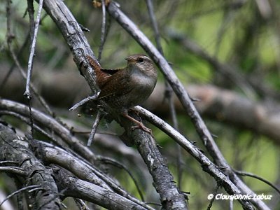 (Winter) Wren / Glrdesmutte