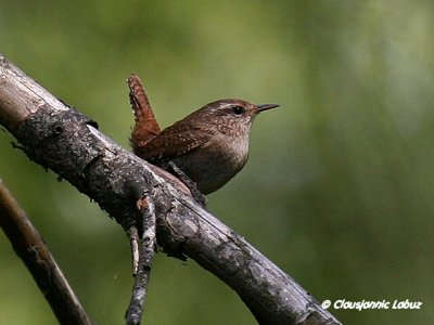 (Winter) Wren / Glrdesmutte