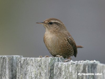 (Winter) Wren / Glrdesmutte