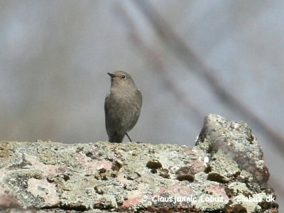 Black Redstart / Husrdstjert