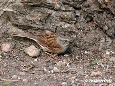 Dunnock / Jernspurv