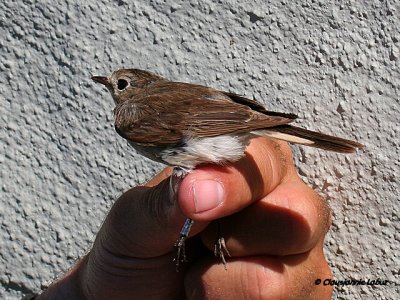 Redbreasted Flycatcher / Lille Fluesnapper