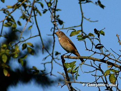 Common Redstart / Rdstjert