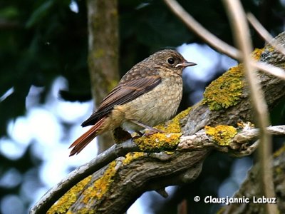 Common Redstart / Rdstjert