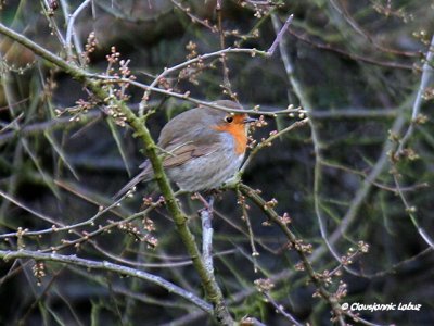 Robin / Rdhals