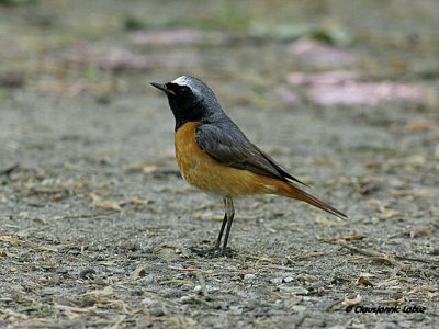 Common Redstart / Rdstjert