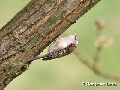 Treecreeper / Trelber