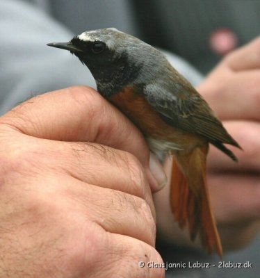 Common Redstart / Rdstjert