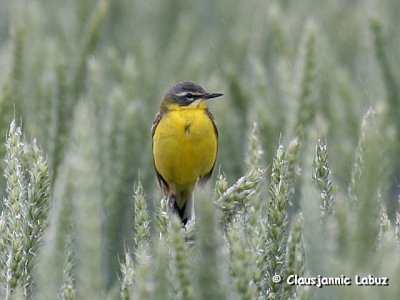 Yellow Wagtail / Gul Vipstjert