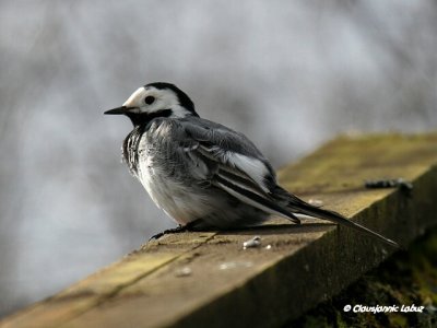 White Wagtail / Hvid Vipstjert