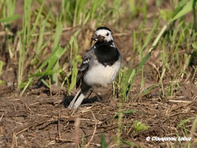 White Wagtail / Hvid Vipstjert