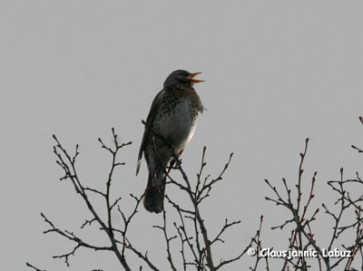 Mistle Thrush / Misteldrossel