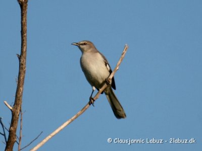 Northern Mockingbird / Nordlig spottedrossel