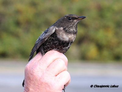 Ouzel / Ringdrossel