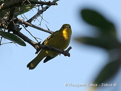 Yellow Warbler / Gul Sanger
