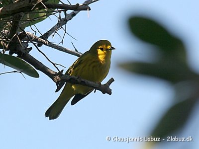 Yellow Warbler / Gul Sanger
