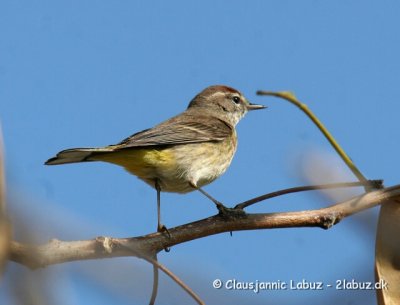Palm Warbler /Palmesanger (Mossanger)