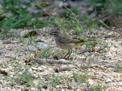 Palm Warbler /Palmesanger (Mossanger)