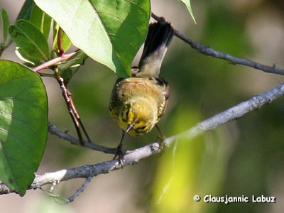 Prairie Warbler / Præriesanger