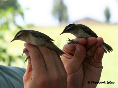 Sedge- and Moustached Warbler / Siv- og Tamarisk Sanger - Ringing with Audouin Birding / Ringmrkning med Audouin Birding