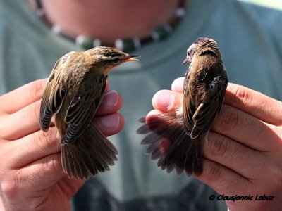 Sedge- and Moustached Warbler / Siv- og Tamarisk Sanger - Ringing with Audouin Birding / Ringmrkning med Audouin Birding