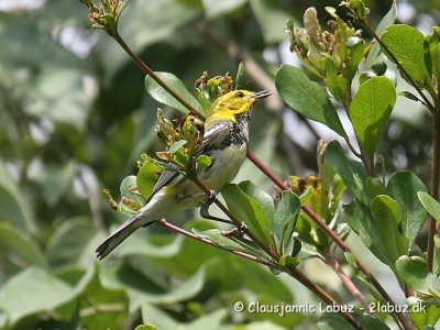 Blackthroated Warbler / Sorthalset Sanger