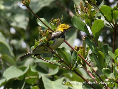 Blackthroated Warbler / Sorthalset Sanger