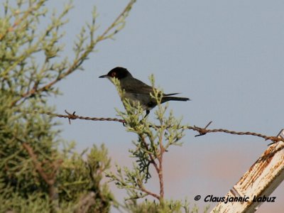 Sardinian Warbler / Sorthovedet Sanger