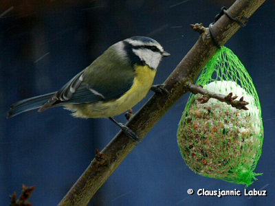 Blue Tit / Blmejse