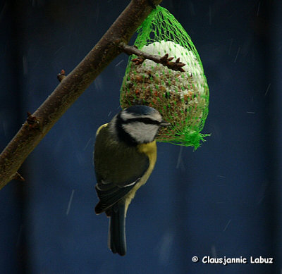 Blue Tit / Blmejse