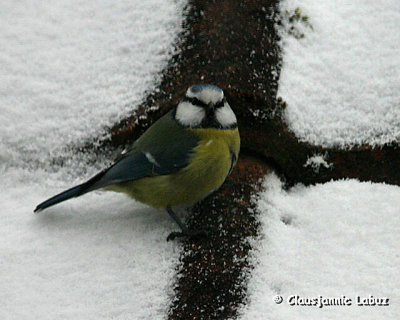 Blue Tit / Blmejse